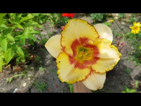 Видео: Дом в цветах// Лилейники в моём саду. 20 Июля.