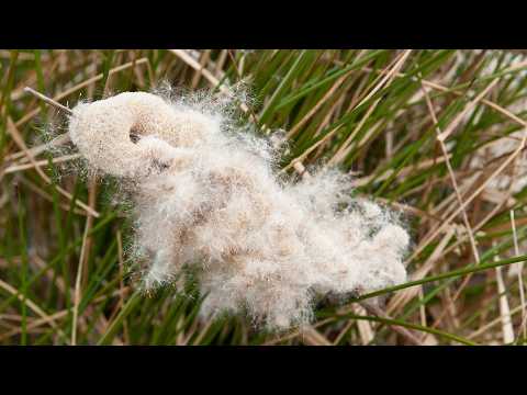 Видео: 12 ферро-трутовых стержней, которые вы обязательно должны знать