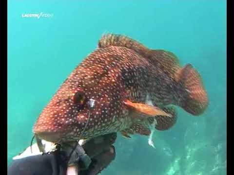 Видео: Подводная охота: Черное море
