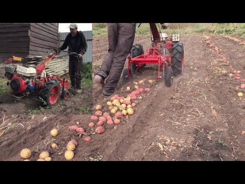 Видео: Научился копать картошку! картофелекопалкой!