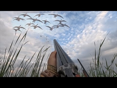 Видео: Отличная вечерняя зорька на закрытых плёсах.Охота на уток 2025г.