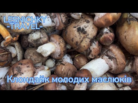 Видео: Клондайк молодих маслюків