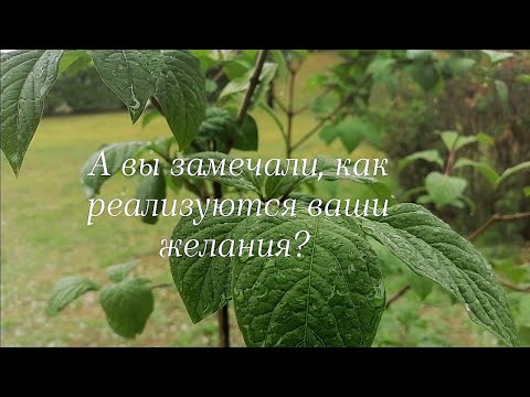 Видео: Скорость реализации желания