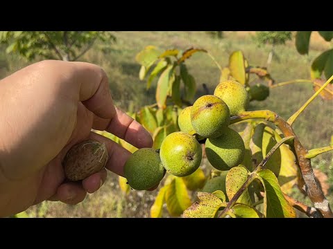Видео: Горіх починає лущитись. А от і непрошений гість...