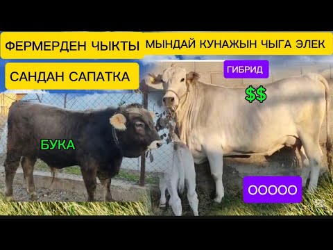 Видео: АСЫЛ ТУКУМ УЙ МУЗООСУ МЕНЕН ЖАНА ЧОҢ БУКА САТЫЛАТ БИШКЕКТЕ ЧАЛЫҢЫЗ ЭЭСИНЕ ☎️✅