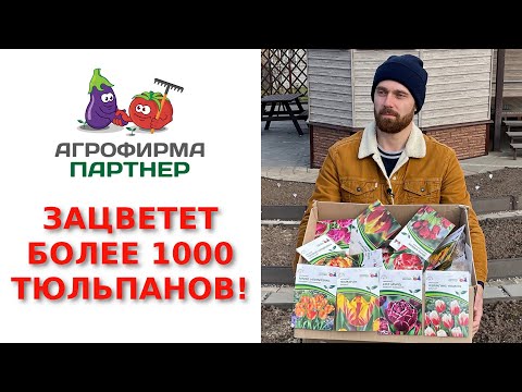 Видео: В моей деревне зацветет более 1000 голландских тюльпанов