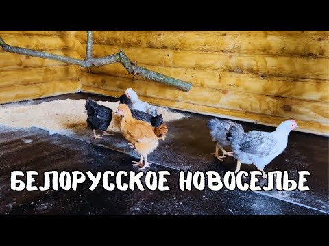 Видео: БЕЛОРУССКИЙ НЕТИПИЧНЫЙ ХУТОР. Новоселье птицы в новый курятник. Открываем сезон полевой кухни!