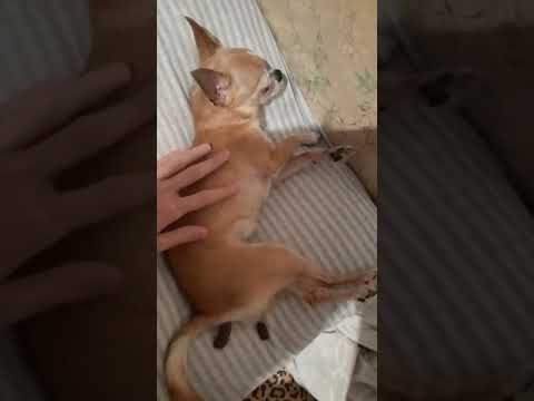 Видео: Очаговый эпилептический приступ с последующей генерализацией у собаки