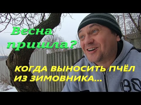 Видео: Когда выносить пчёл из зимовника и как делаю это я! Пчёлы почувствовали весну и клубы распадаются!