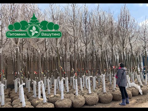 Видео: Особенности Аллейных деревьев из Питомника Вашутино