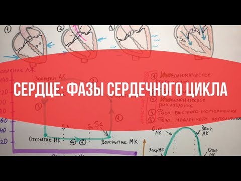 Видео: СЕРДЦЕ: Фазы сердечного цикла