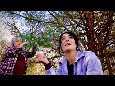 Видео: О, какое изобилие… Что же предлагает White Pine?