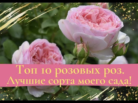 Видео: ТОП 10  розовых роз. Лучшие сорта моего сада.