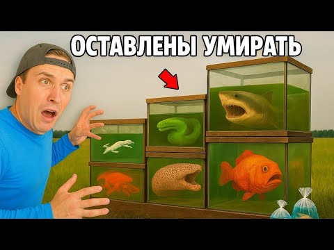 Видео: Покупаем брошенных морских обитателей и преображаем их дом!