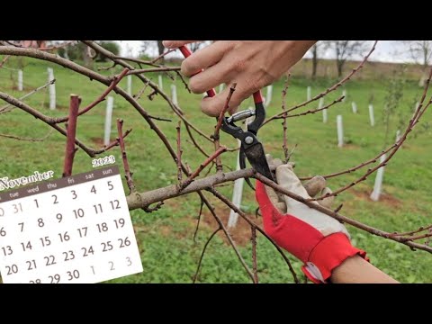 Видео: Когда пора обрезать плодовые деревья?