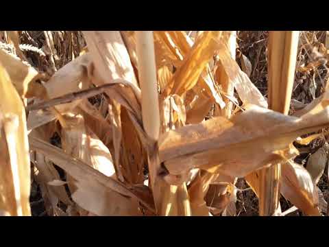 Видео: Уборка Кукурудзи ДБ Хотин. ДОН 1500 Б. Сходи пшениці