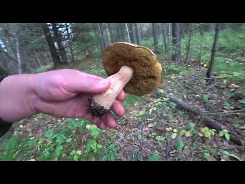Видео: Прогулка по лесу в поисках грибов.