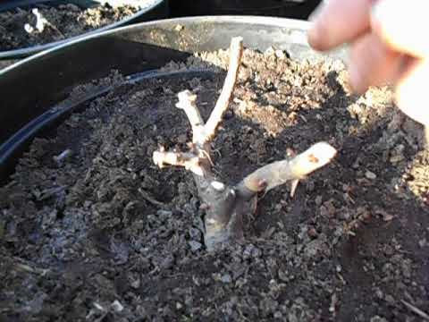 Видео: 22. 04. 2020 г. Продолжаю обрезку гортензий, исправляя не ухоженные саженцы.Штамб это очень просто.