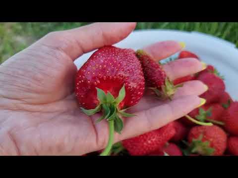 Видео: Результат крупная клубник, вся как на подбор Какой сорт чем хорош.