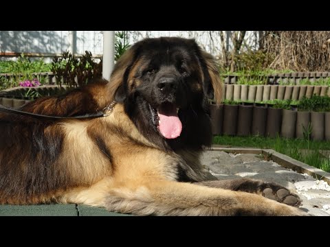 Видео: Догтренинг 607. Самостоятельный, равнодушный леонбергер: много кинологов- один результат.