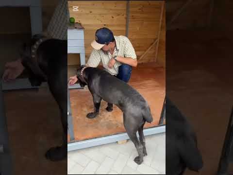 Видео: Кане Корсо 6 мес.