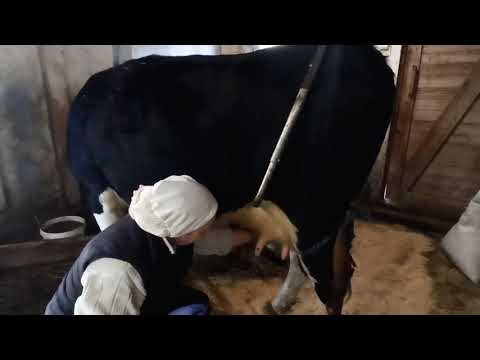 Видео: Приучаем Катю к дойки/Раздой первотёлки/Танцы с бубном😂 Телёнок просто НЯШКА)))