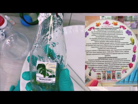 Видео: Монстера Тайское Созвездие из Фласки !