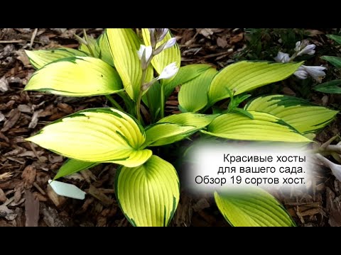 Видео: Красивые хосты в саду. Какую хосту выбрать? - Обзор 19 сортов хост.