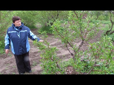 Видео: Молодой ПЕРСИК в форме КУСТА. Сравниваем ОБРЕЗАННЫЙ и НЕОБРЕЗАННЫЙ экземпляры.