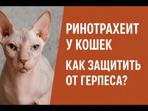 Видео: Ринотрахеит - болезнь, которая у кошек есть всегда, и которая может привести к тяжелым последствиям.