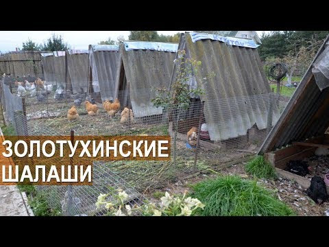 Видео: Куры разных пород в летних вольерах. Шалаши Золотухина