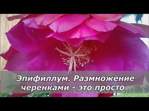 Видео: Эпифиллум. Размножение - это просто.