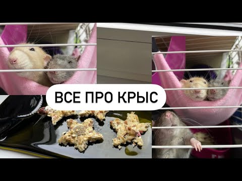 Видео: Уборка, Зоотовары, Рецепт вкусняшки, Fix price - для крыс 🐀