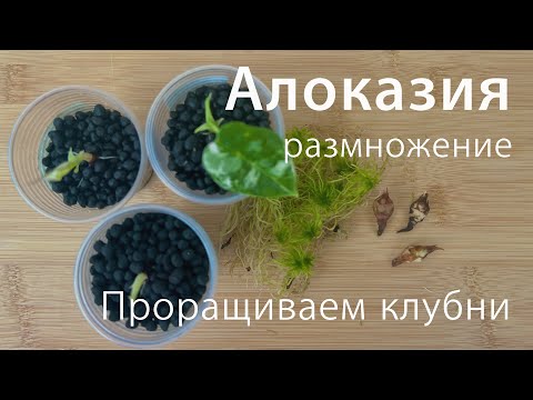 Видео: №107. Алоказия, размножение клубнями. Как вырастить и прорастить клубень алоказии?