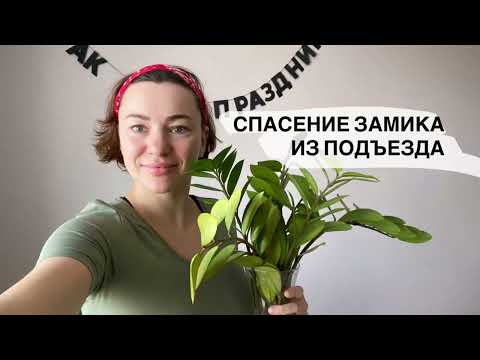 Видео: Замиокулькас из подъезда. Долларовое дерево. От укоренения до новых листьев. История спасения цветка