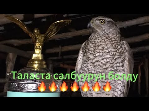 Видео: Самый лучший Салбуурун с ястребом 😍😍🔥🔥#беркут #ястреб #казахстан #кыргызстан  #охота