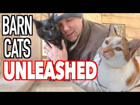 Видео: BARN CATS: Типичный рабочий день на ферме