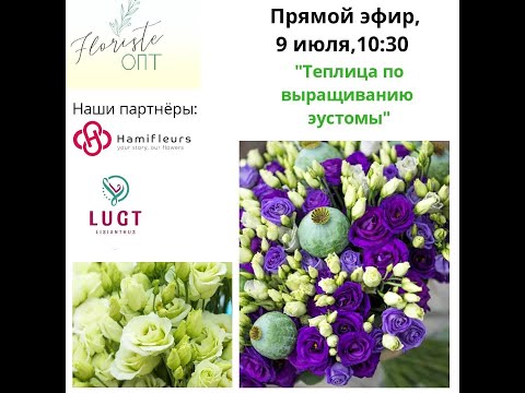 Видео: Как вытаращивают эустому (лизиантус) в Голландии, Прямой эфир - Lugt Lisianthus.