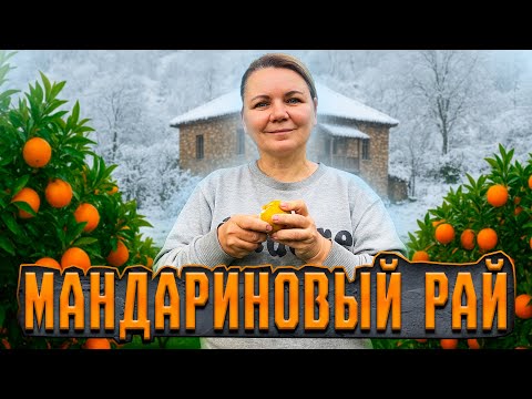 Видео: Богатство или нищета мандаринового бизнеса в Грузии.