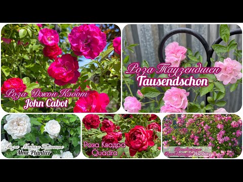 Видео: Розы. Топ-5 морозостойких плетистых роз моего сада. Подходят для северных регионов!