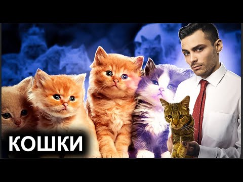 Видео: Кошки. 10 Интересных Фактов.