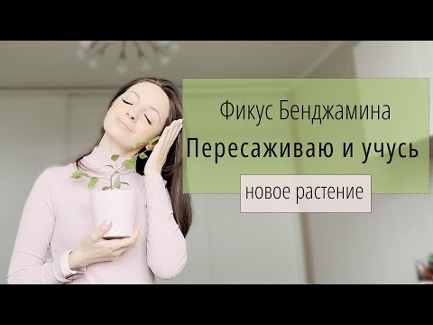 Видео: Как пересадить и вырастить Фикус Голден Кинг— мой первый опыт пересадки