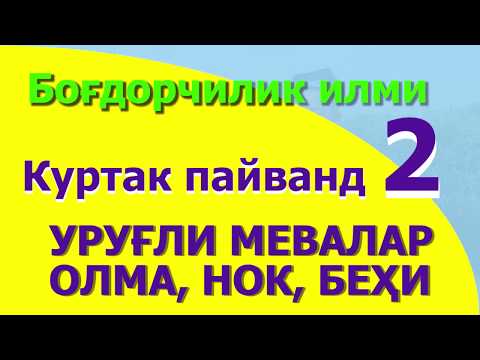 Видео: Куртак пайванд 2-босқич. УРУҒЛИ МЕВАЛАР