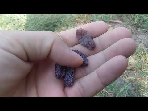 Видео: Усули таеркунии мавизи офтоби.