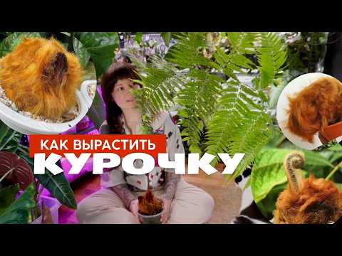 Видео: Циботиум баранец золотой куриный папоротник, Golden Chicken Fern, Cibotium barometz уход, содержание