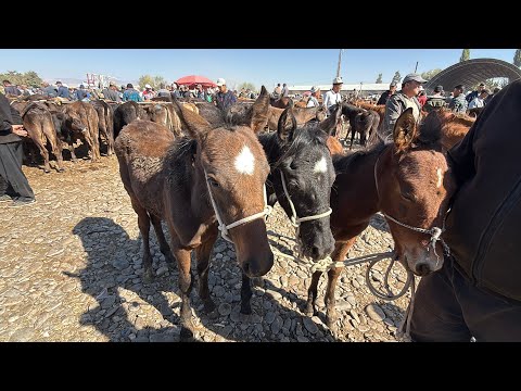 Видео: КУЛУНДАР АРЗАНБЫ КЫМБАТБЫ? 🤯 #байтв 
