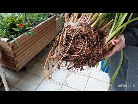 Видео: Цимбидиум со Сгнившими Корнями-Деление и Пересадка