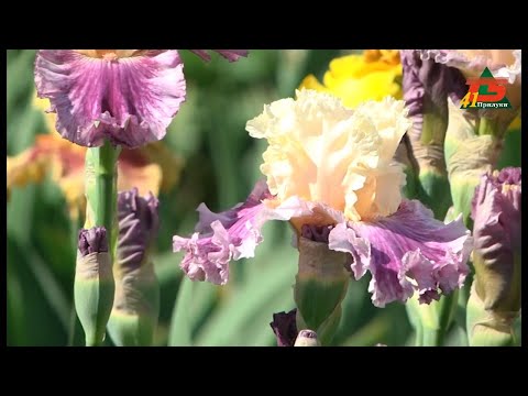 Видео: Іриси - квіти веселки. Унікальна колекція у прилуцьких колекціонерів