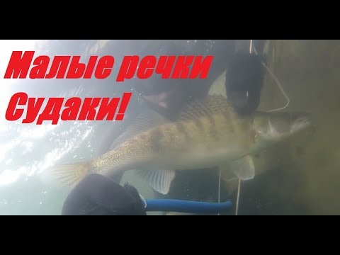 Видео: Охота на  Зачетного Судака с Арбалетом!отличный прозрак!Малые реки!