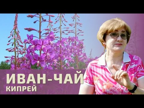 Видео: Великий Иван-чай!